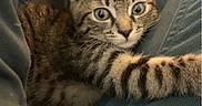 Tae joined the competition — help win amazing prizes! cat, kitten, tabby, animal, pet, feline, fur, striped_fur, green_eyes, whiskers, ears, paws, sitting, lying_down, indoor, blanket, clothing, lap, portrait, cute