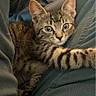 cat, kitten, tabby, animal, pet, feline, fur, striped_fur, green_eyes, whiskers, ears, paws, sitting, lying_down, indoor, blanket, clothing, lap, portrait, cute