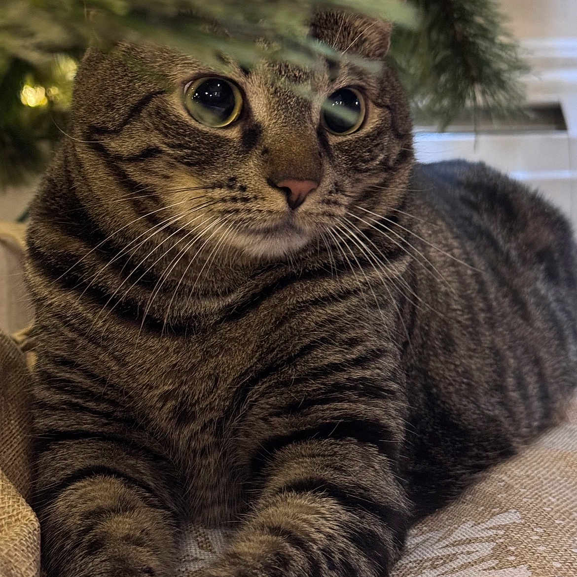 Tae is registered to the contest to win money with this photo: cat, tabby_cat, pet, feline, animal, portrait, close_up, wide_eyes, whiskers, striped_fur, brown_fur, green_eyes, lying_down, paws, couch, cushion, indoor, home, plants, cute