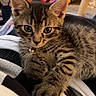Tae joined the competition — help win amazing prizes! cat, kitten, tabby, feline, pet, animal, fur, striped_fur, green_eyes, whiskers, ears, paws, bell_collar, lying_down, close_up, portrait, indoors, blanket, laundry, cozy