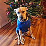 dog, sweater, blue_sweater, christmas_tree, holiday_decorations, ornaments, colorful_lights, wooden_floor, indoor, pet, canine, festive, holiday, decor, animal, sitting, collar, brown_dog, home, cozy