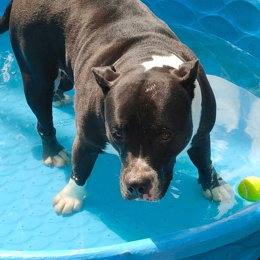 Tonka Truck joined the competition — help win amazing prizes! animal, ball, bostonbull, boxer, bulldog, canine, dog, frenchbulldog, pet, pitbull, pool, puppy, racket, sport, summer, swimmingpool, tennis, tennisball, tennisracket, water