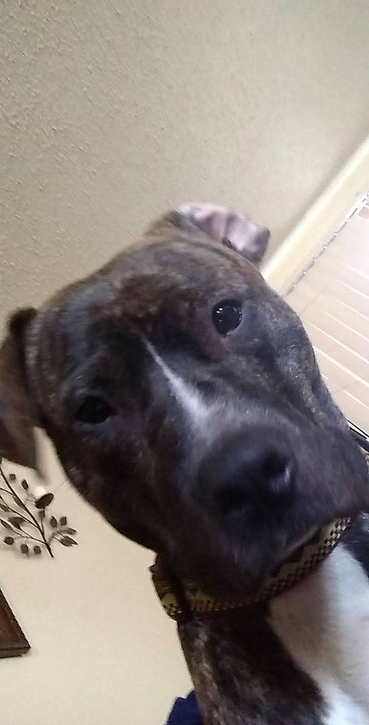 Phoenix is registered to the contest to win money with this photo: canidae, carnivore, companion_dog, dog, dog_breed, ear, electric_blue, eye, fawn, fur, head, jaw, liver, metal, pet_supply, snout, sporting_group, terrestrial_animal, whiskers, working_animal