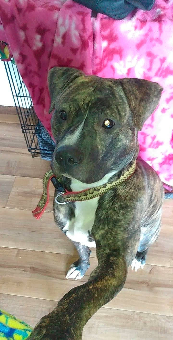 Phoenix is registered to the contest to win money with this photo: canidae, carnivore, cimarron_uruguayo, collar, companion_dog, dog, dog_breed, dog_collar, fashion_accessory, fawn, fur, guard_dog, non_sporting_group, pet_supply, snout, sporting_group, whiskers, wood, working_animal, working_dog