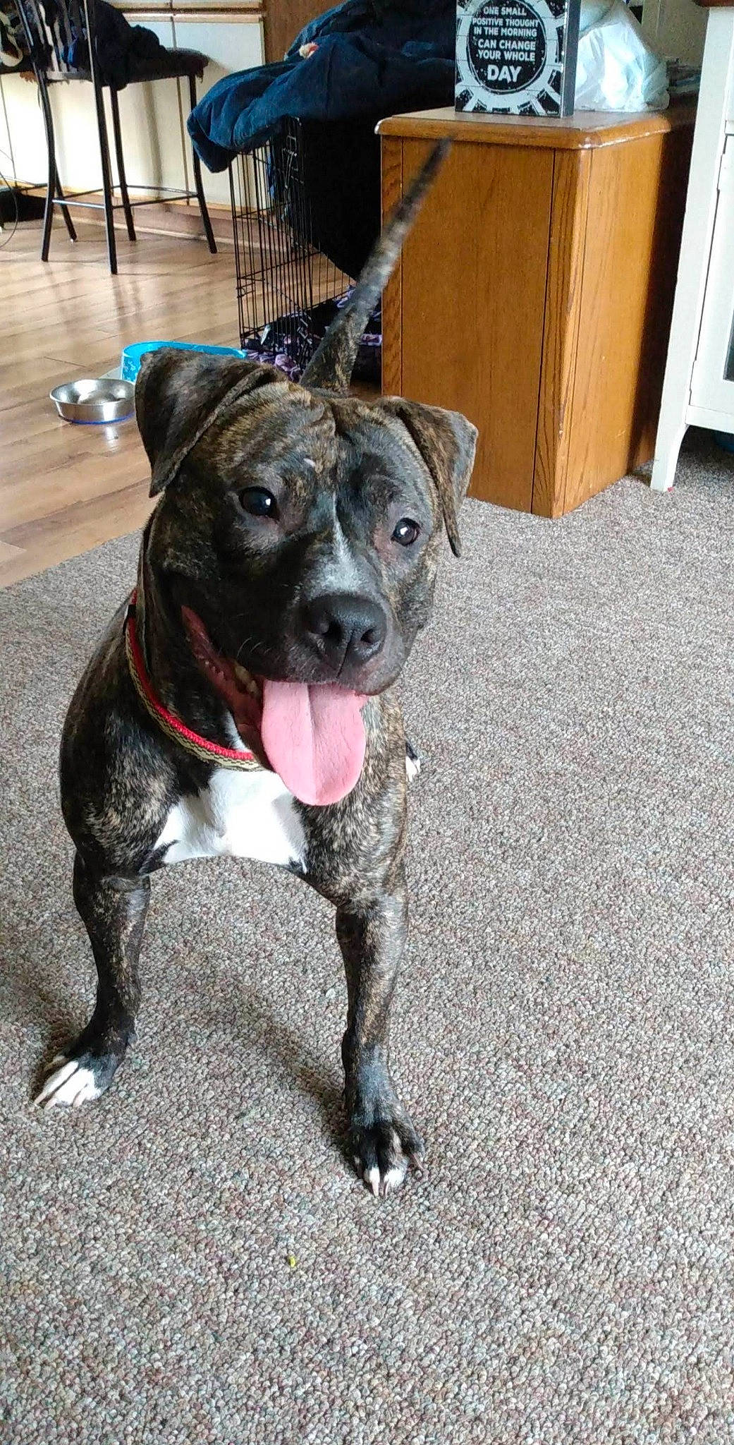 Phoenix is registered to the contest to win money with this photo: canidae, carnivore, collar, companion_dog, dog, dog_breed, dog_collar, door, fashion_accessory, fawn, fur, guard_dog, leash, snout, sporting_group, tail, whiskers, wood, working_animal, working_dog