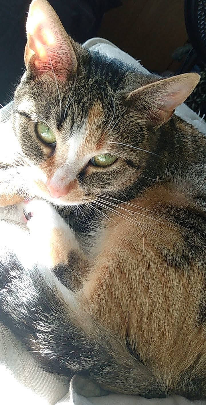 Hulky joined the competition — help win amazing prizes! carnivore, cat, domestic_short_haired_cat, eye, felidae, fur, grass, iris, paw, photo_caption, plant, small_to_medium_sized_cats, snout, terrestrial_animal, tree, whiskers, wildlife