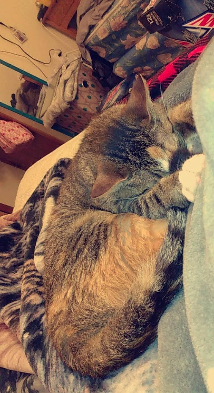 Hulky is registered to the contest to win money with this photo: black_cat, carnivore, cat, claw, cloud, comfort, domestic_short_haired_cat, felidae, fur, grey, lap, metal, nap, paw, sky, small_to_medium_sized_cats, snout, square, tail, whiskers