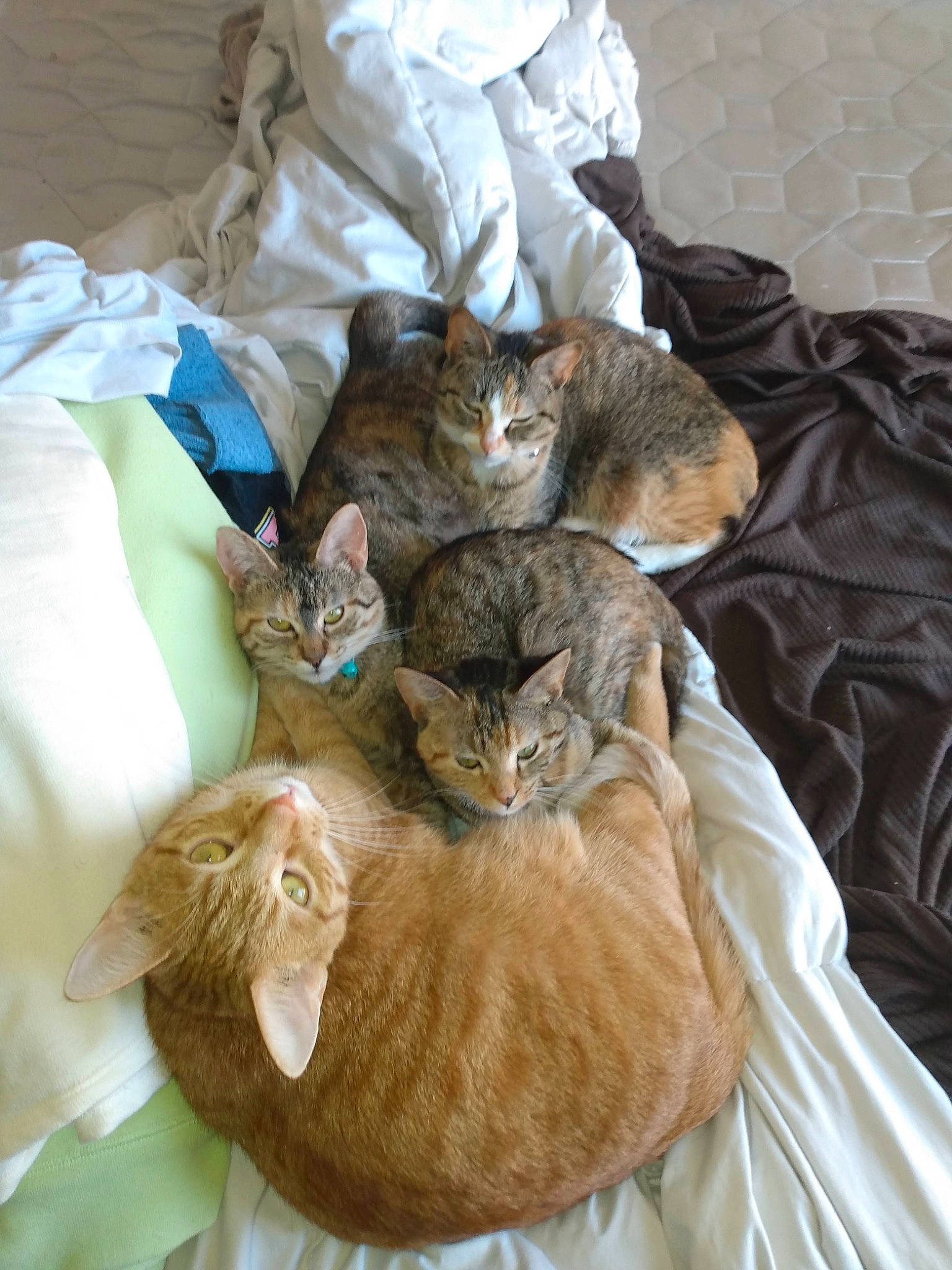 Hulky is registered to the contest to win money with this photo: bag, brown, carnivore, cat, comfort, fawn, felidae, fur, linens, mammal, plastic_bag, small_to_medium_sized_cats, tail, whiskers