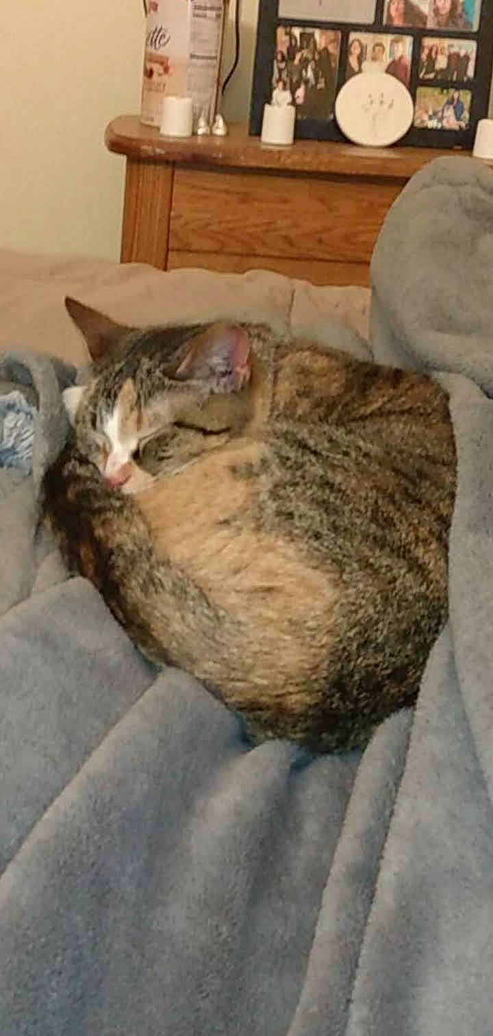 Hulky joined the competition — help win amazing prizes! carnivore, cat, claw, comfort, domestic_short_haired_cat, fawn, felidae, fur, grey, nap, paw, small_to_medium_sized_cats, snout, tail, terrestrial_animal, whiskers