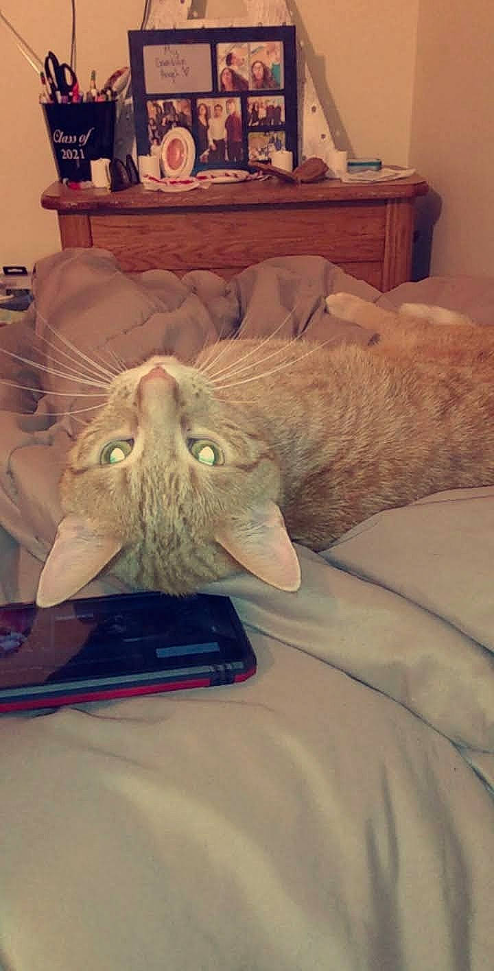 Beast joined the competition — help win amazing prizes! cat, chest_of_drawers, comfort, couch, drawer, felidae, fur, grey, hardwood, jaw, linens, picture_frame, pillow, room, small_to_medium_sized_cats, table, tail, textile, whiskers, wood