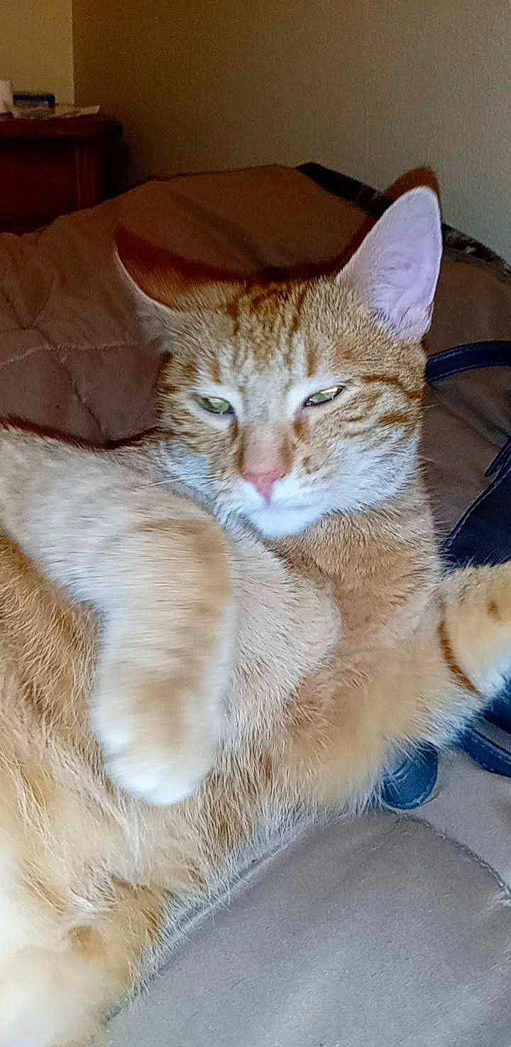 Beast is registered to the contest to win money with this photo: carnivore, cat, cat_supply, claw, comfort, domestic_short_haired_cat, fawn, felidae, fur, paw, sitting, small_to_medium_sized_cats, snout, tail, terrestrial_animal, whiskers