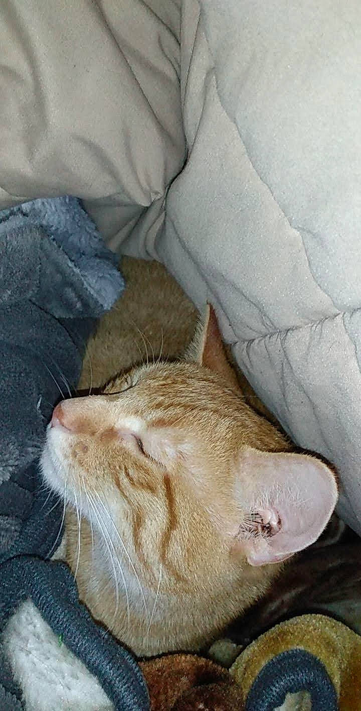 Beast is registered to the contest to win money with this photo: canidae, carnivore, cat, cat_supply, claw, close_up, comfort, domestic_short_haired_cat, felidae, foot, fur, human_leg, linens, nap, paw, small_to_medium_sized_cats, tail, textile, whiskers