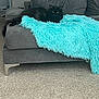 Luna is registered to the contest to win money with this photo: black_cat, cat, furniture, couch, blanket, shaggy_blanket, gray_couch, living_room, carpet, indoor, pet, animal, relaxed, resting, fluffy, cozy, home, modern, comfort, feline