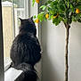 Luna is registered to the contest to win money with this photo: cat, animal, window, indoor, plant, lemon_tree, fur, black_cat, pet, windowsill, nature, green_leaves, yellow_fruits, tree_trunk, quiet, contemplative, daylight, home, carpet, corner