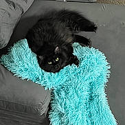 Luna joined the competition — help win amazing prizes! cat, black_cat, fluffy, couch, blanket, turquoise, indoor, pet, feline, relaxed, fur, home, carpet, cozy, animal, resting, soft_texture, living_room, cute, companion
