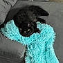 cat, black_cat, fluffy, couch, blanket, turquoise, indoor, pet, feline, relaxed, fur, home, carpet, cozy, animal, resting, soft_texture, living_room, cute, companion