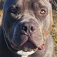 Tiny is registered to the contest to win money with this photo: dog, pitbull, close_up, outdoor, grass, water, ears_cropped, brown_eyes, pet, animal, canine, sunlight, portrait, muzzle, fur, muscular, leash, nature, looking_at_camera, companion