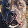 dog, pitbull, close_up, outdoor, grass, water, ears_cropped, brown_eyes, pet, animal, canine, sunlight, portrait, muzzle, fur, muscular, leash, nature, looking_at_camera, companion