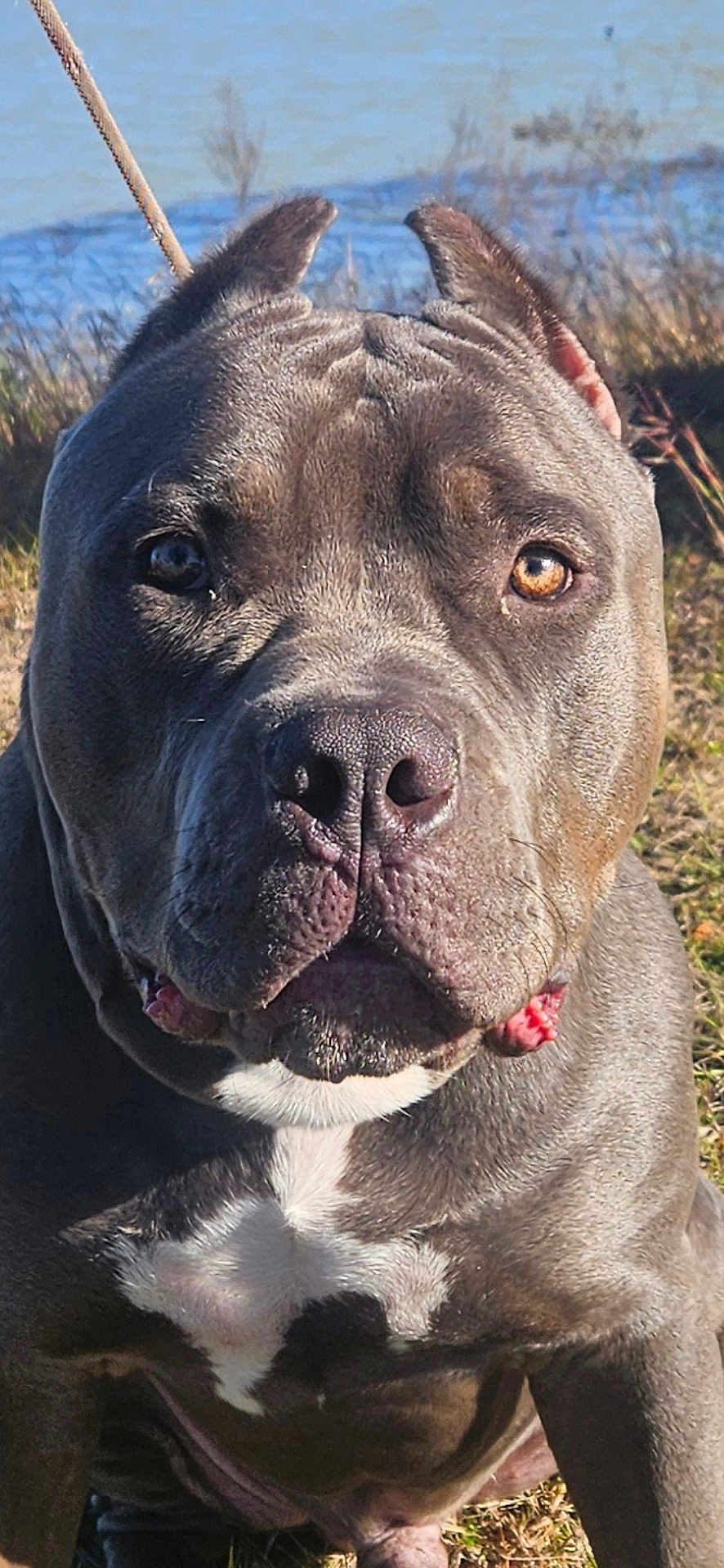 Tiny is registered to the contest to win money with this photo: dog, pitbull, close_up, outdoor, grass, water, ears_cropped, brown_eyes, pet, animal, canine, sunlight, portrait, muzzle, fur, muscular, leash, nature, looking_at_camera, companion