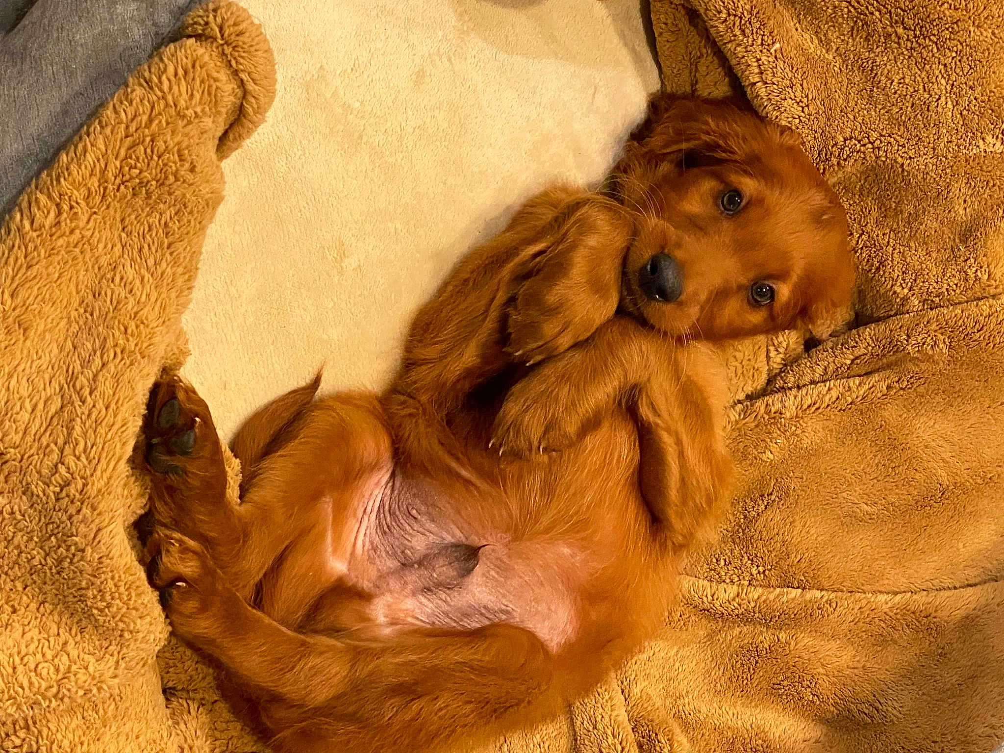 Arlo
