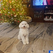 Bailey joined the competition — help win amazing prizes! dog, living_room, carpet, christmas_tree, christmas_lights, holiday_decorations, dog_bed, television, ornaments, wooden_cabinet, festive, indoor, pet, white_dog, cozy, home_decor, seasonal, soft_lighting, floor, fur