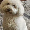 Bailey is registered to the contest to win money with this photo: dog, white_dog, curly_fur, pet, indoors, carpet, cute, fluffy, animal, portrait, fur, head_tilt, companion, domestic_animal, canine, home, wooden_baseboard, curious, sitting, friendly