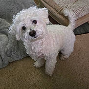 Brody Dean is registered to the contest to win money with this photo: dog, white_dog, curly_fur, pet_bed, blanket, carpet, indoor, curious, looking_up, small_dog, fluffy, cute, animal, companion, domestic, friendly, fur, tail, ears, floor