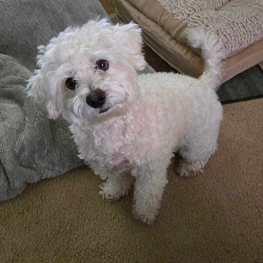 Brody Dean is registered to the contest to win money with this photo: animal, blanket, carpet, companion, curious, curly_fur, cute, dog, domestic, ears, floor, fluffy, friendly, fur, indoor, looking_up, pet_bed, small_dog, tail, white_dog