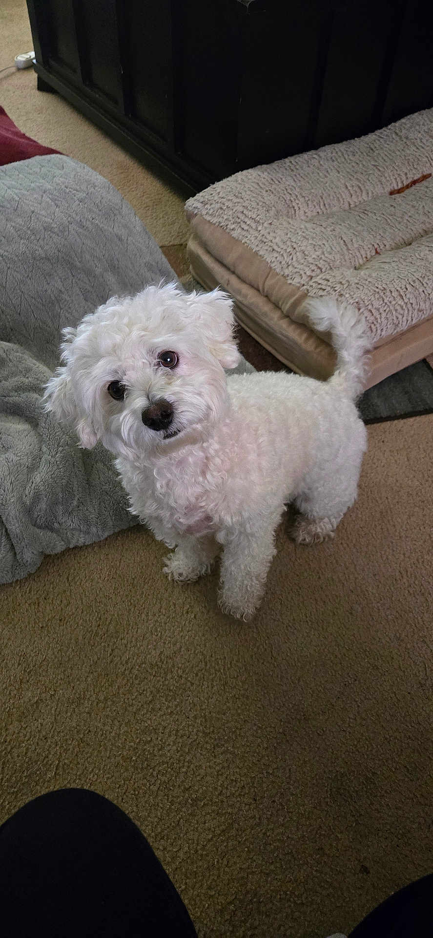 Brody Dean is registered to the contest to win money with this photo: dog, white_dog, curly_fur, pet_bed, blanket, carpet, indoor, curious, looking_up, small_dog, fluffy, cute, animal, companion, domestic, friendly, fur, tail, ears, floor