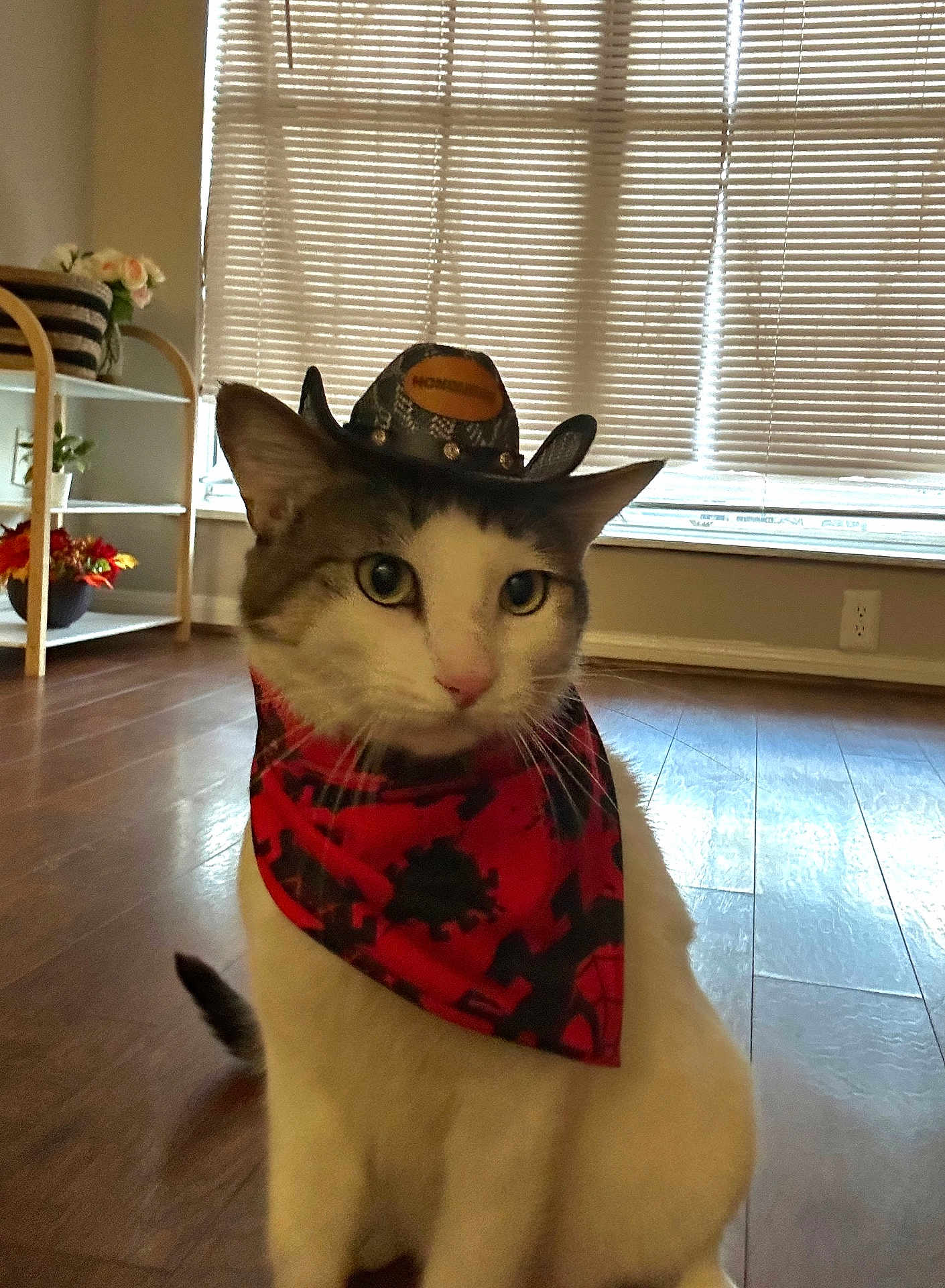 Pancho