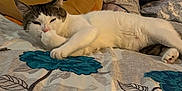 Pancho joined the competition — help win amazing prizes! animal, bed, cartoon_face, cat, cozy, cute, decor, floral_bedding, furniture, home, indoor, paw, pet, plush_cushion, relaxed, resting, sleepy, soft_toys, tabby_cat, white_cat