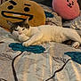 animal, bed, cartoon_face, cat, cozy, cute, decor, floral_bedding, furniture, home, indoor, paw, pet, plush_cushion, relaxed, resting, sleepy, soft_toys, tabby_cat, white_cat