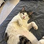 Pancho is registered to the contest to win money with this photo: bed, cat, cozy, cute, ears, feline, glasses, gray_bedspread, indoor, paw, pet, pink_nose, playful, quilt, relaxed, resting, sleepy, tabby_cat, whiskers, white_cat