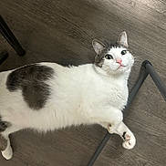 Pancho joined the competition — help win amazing prizes! animal_face, cat, chair_legs, curious, cute, domestic_animal, ears, feline, floor, fluffy, gray_spots, indoor, looking_up, lying_down, paws, pet, relaxed, whiskers, white_cat, wood_floor