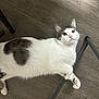 animal_face, cat, chair_legs, curious, cute, domestic_animal, ears, feline, floor, fluffy, gray_spots, indoor, looking_up, lying_down, paws, pet, relaxed, whiskers, white_cat, wood_floor