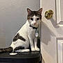 Pancho joined the competition — help win amazing prizes! animal, black_surface, bow_tie, cat, collar, curious, domestic_cat, door, ears_up, feline, gold_door_knob, gray, indoor, looking, pet, portrait, sitting, tag, whiskers, white
