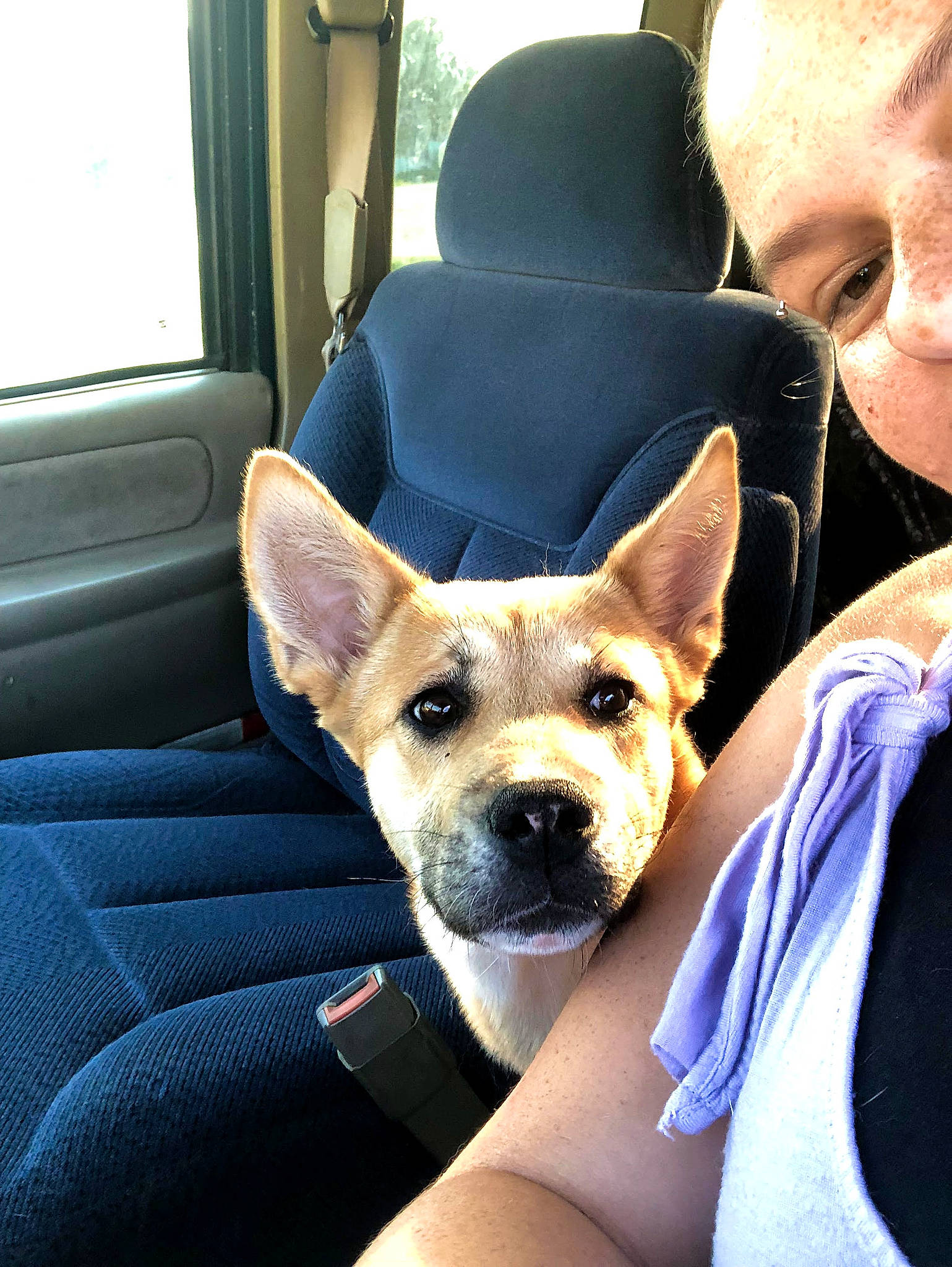 Nikita joined the competition — help win amazing prizes! canidae, car_seat, carnivore, comfort, companion_dog, dog, dog_breed, ear, electric_blue, fawn, fur, jaw, non_sporting_group, sitting, snout, sporting_group, vehicle, whiskers, window, working_animal