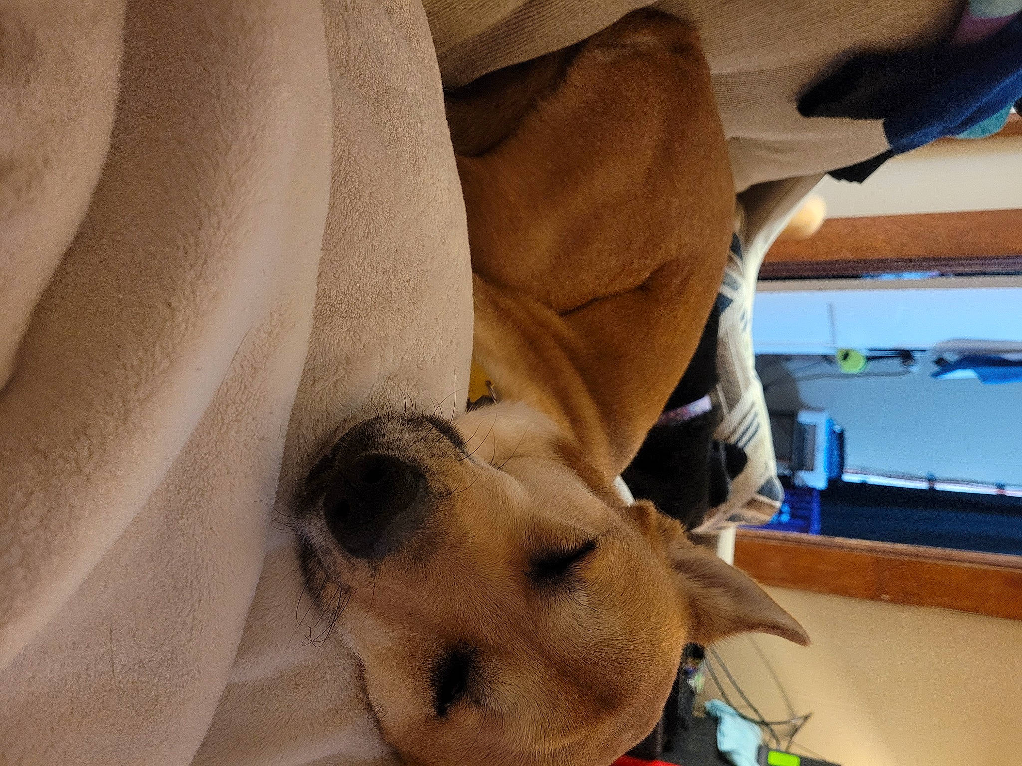 Nikita joined the competition — help win amazing prizes! canidae, carnivore, comfort, companion_dog, couch, dog, dog_breed, fawn, linens, nap, snout, sporting_group, watch, working_animal