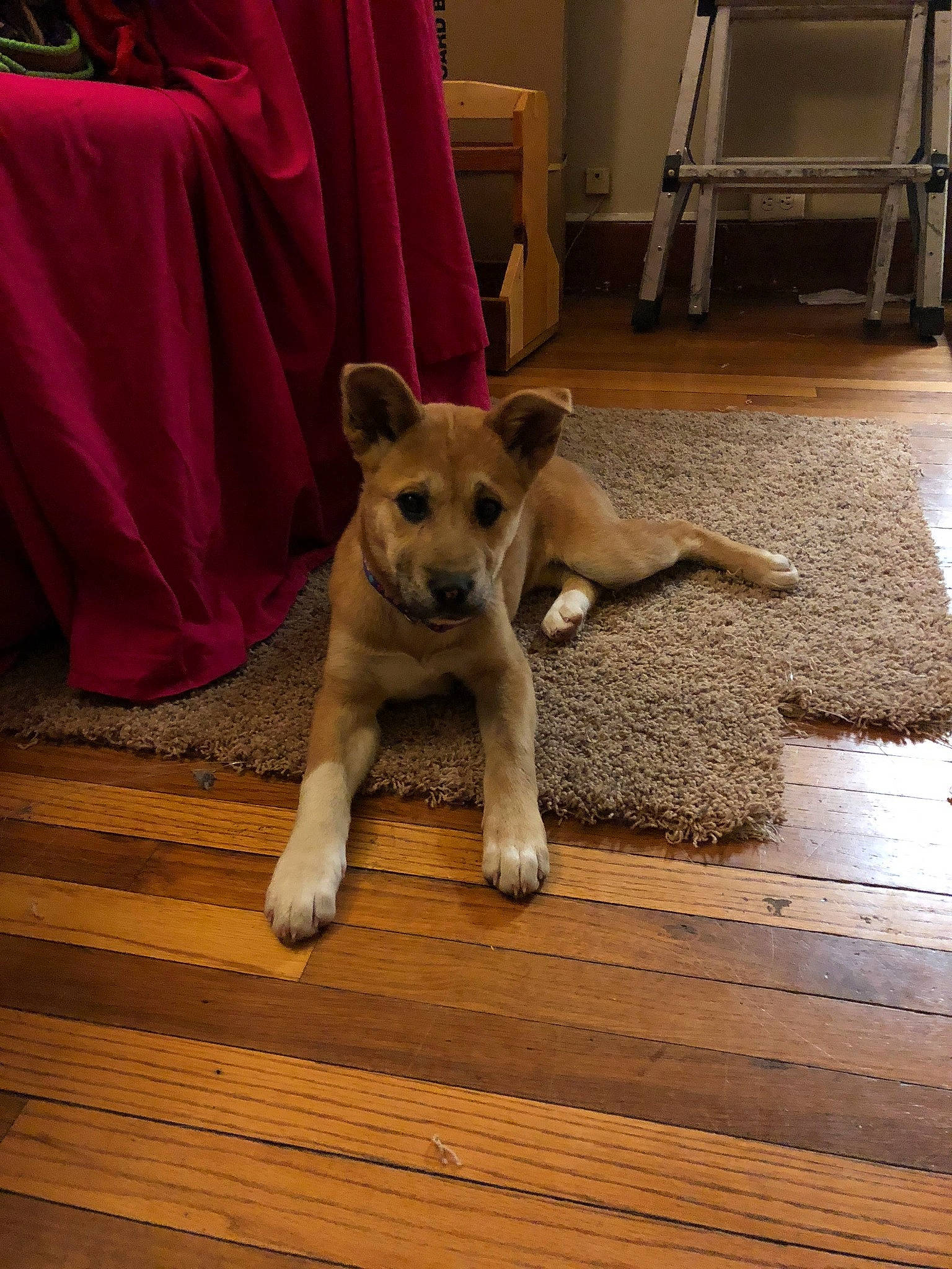 Nikita is registered to the contest to win money with this photo: canidae, carnivore, companion_dog, curtain, dog, dog_breed, door, fawn, floor, flooring, fur, hardwood, paw, snout, sporting_group, tail, terrestrial_animal, wood, wood_flooring, working_animal