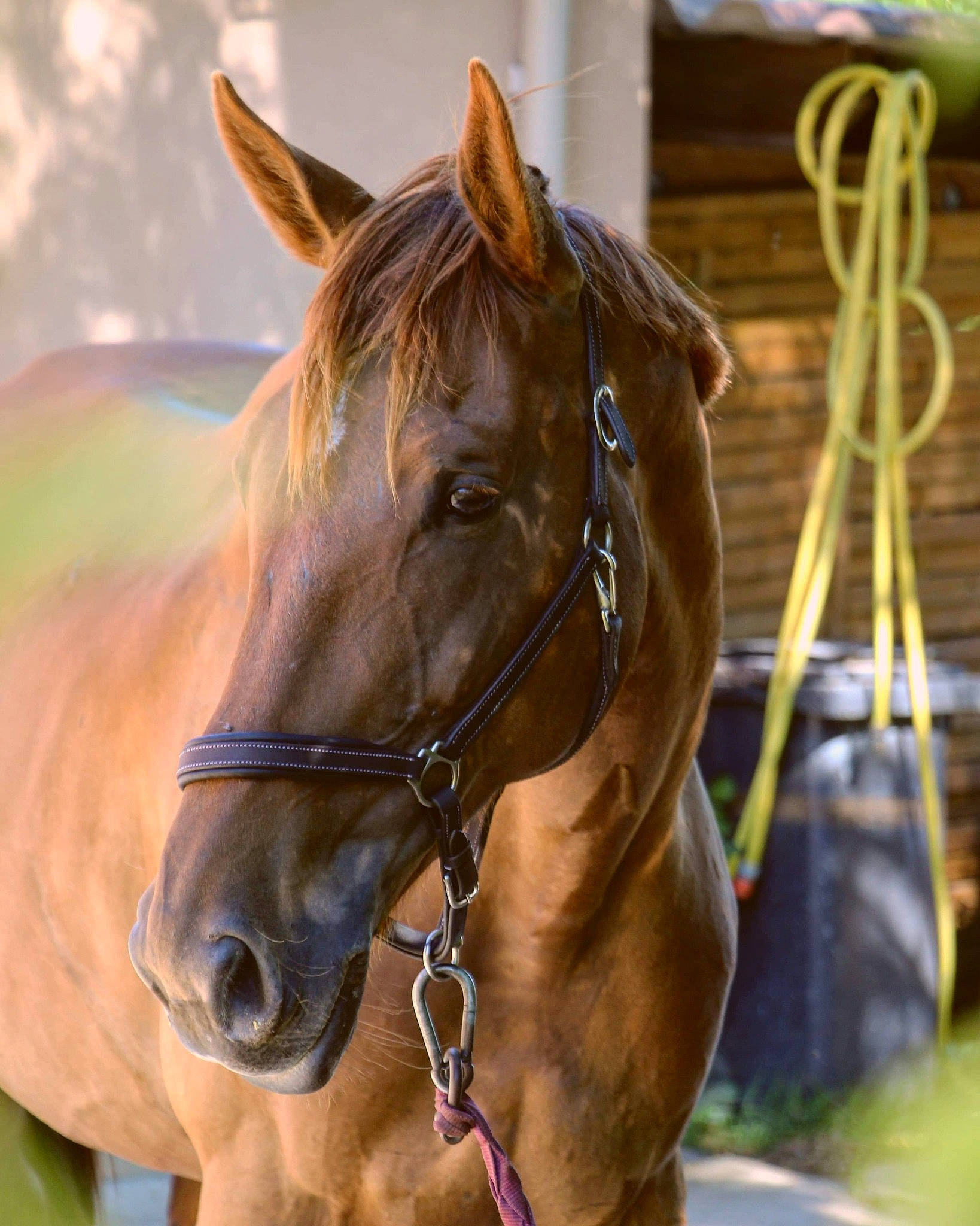Ushuaia a rejoint le concours — aidez-le/la à gagner de superbes lots ! bit, bridle, halter, horse, horse_harness, horse_supplies, horse_tack, liver, mammal, mane, mare, mustang_horse, pack_animal, rein, snout, sorrel, stallion, vertebrate