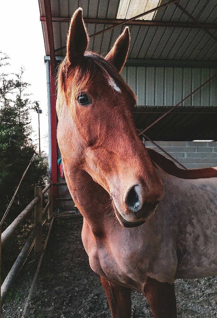Ushuaia a rejoint le concours — aidez-le/la à gagner de superbes lots ! bridle, colt, ear, horse, horse_tack, liver, livestock, mammal, mane, mare, mustang_horse, nose, pack_animal, snout, sorrel, stable, stallion, vertebrate