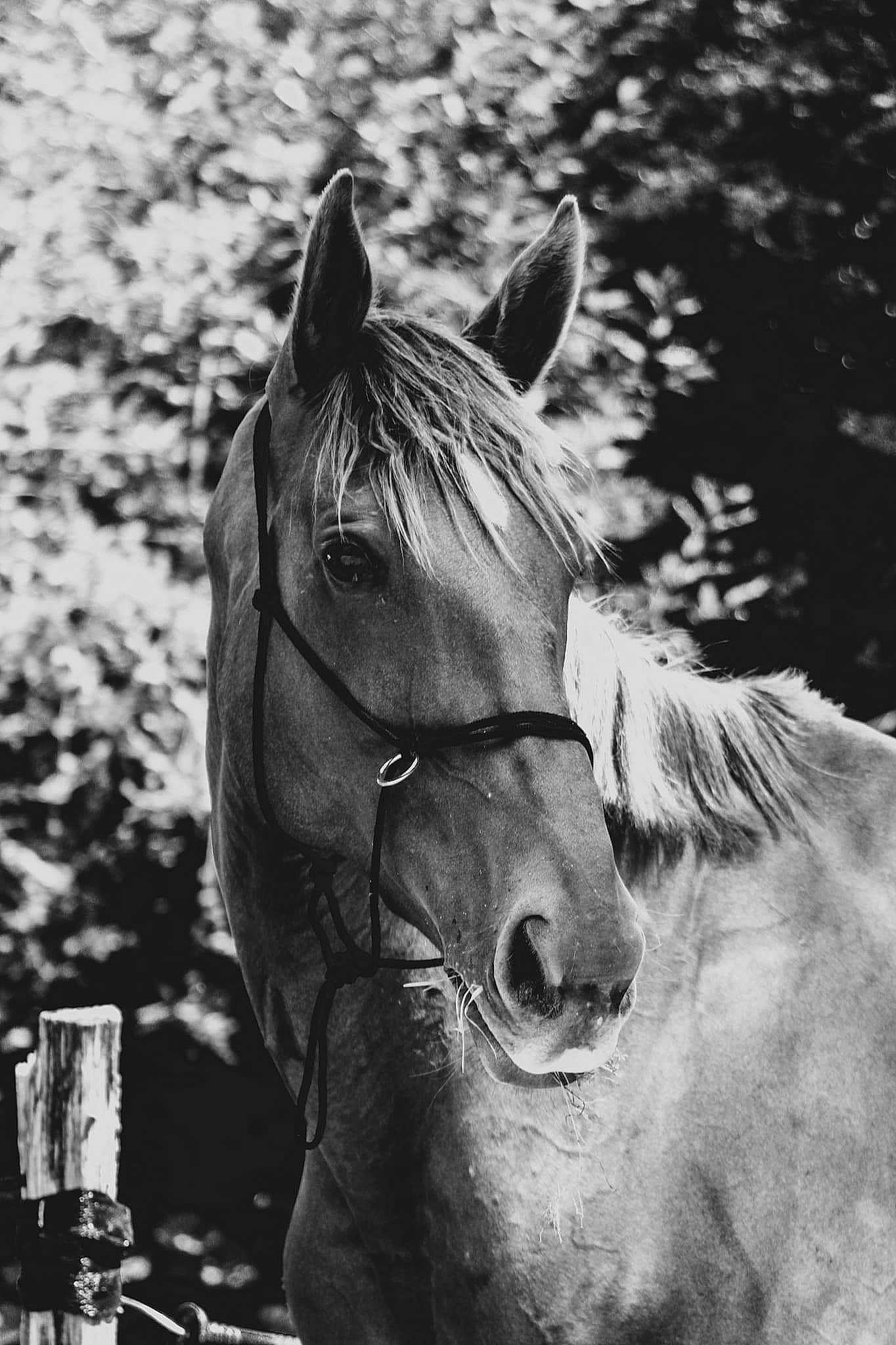 Ushuaia participe au concours pour gagner de l'argent avec cette photo : black, black_and_white, bridle, hair, head, horse, livestock, mammal, mane, mare, monochrome, monochrome_photography, mustang_horse, organism, photography, snout, stallion, stock_photography, vertebrate, wildlife