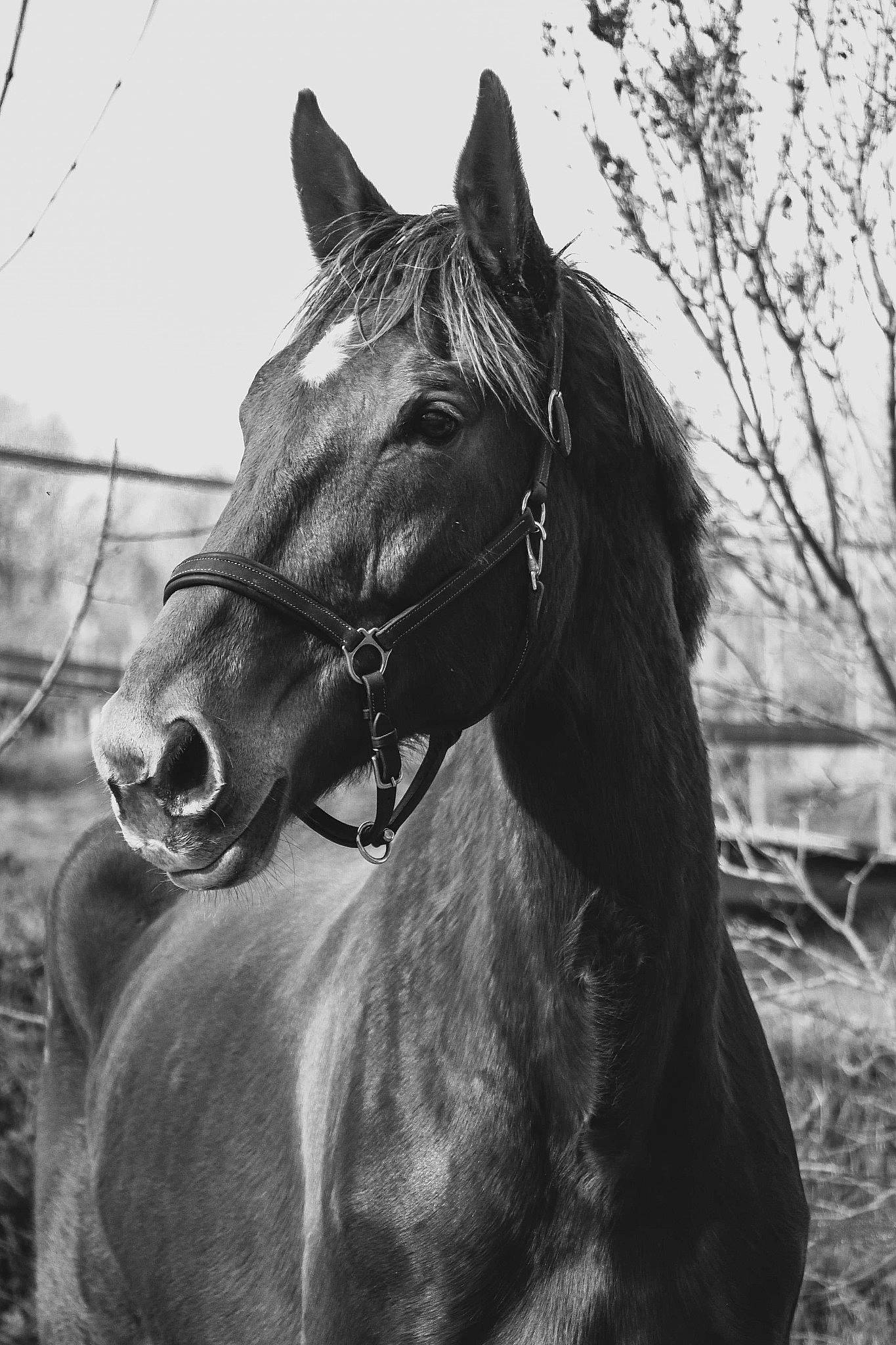 Ushuaia a rejoint le concours — aidez-le/la à gagner de superbes lots ! black_and_white, bridle, hair, halter, horse, horse_harness, horse_tack, livestock, mammal, mane, mare, monochrome_photography, mustang_horse, photography, rein, snout, sorrel, stallion, stock_photography, vertebrate