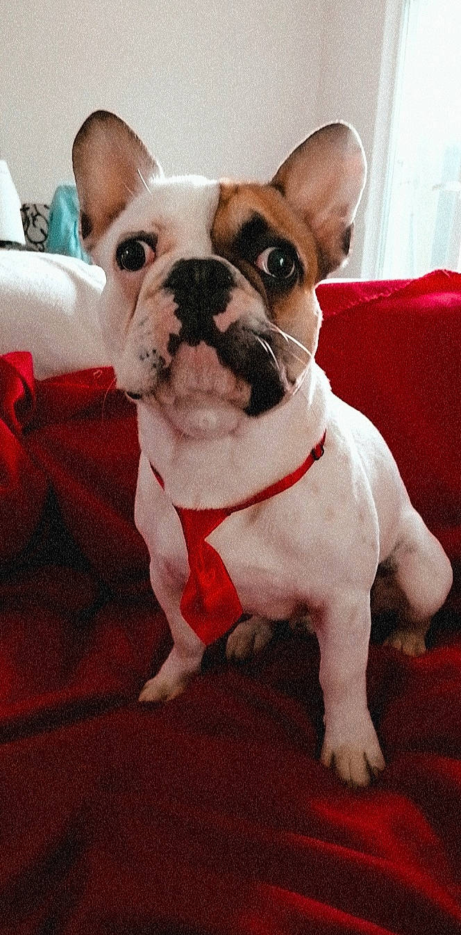 Thor a rejoint le concours — aidez-le/la à gagner de superbes lots ! ancient_dog_breeds, boston_terrier, bulldog, canidae, carnivore, companion_dog, dog, dog_breed, fawn, french_bulldog, mammal, non_sporting_group, puppy, rare_breed_dog, snout, toy_bulldog, vertebrate