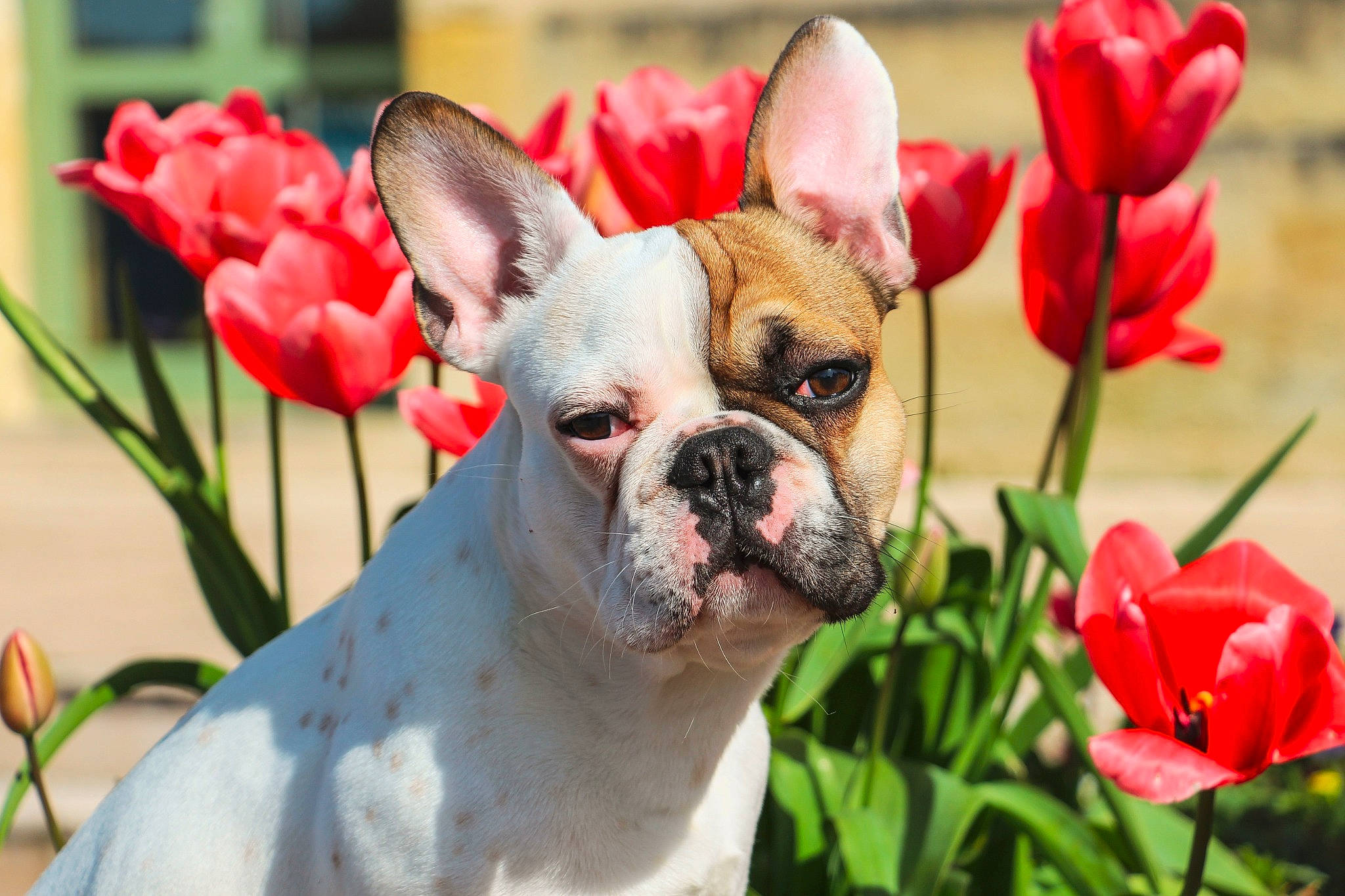 Thor participe au concours pour gagner de l'argent avec cette photo : boxer, bulldog, canidae, carnivore, companion_dog, dog, dog_breed, fawn, flower, french_bulldog, grass, mammal, non_sporting_group, plant, puppy, puppy_love, rare_breed_dog, snout, toy_bulldog, vertebrate