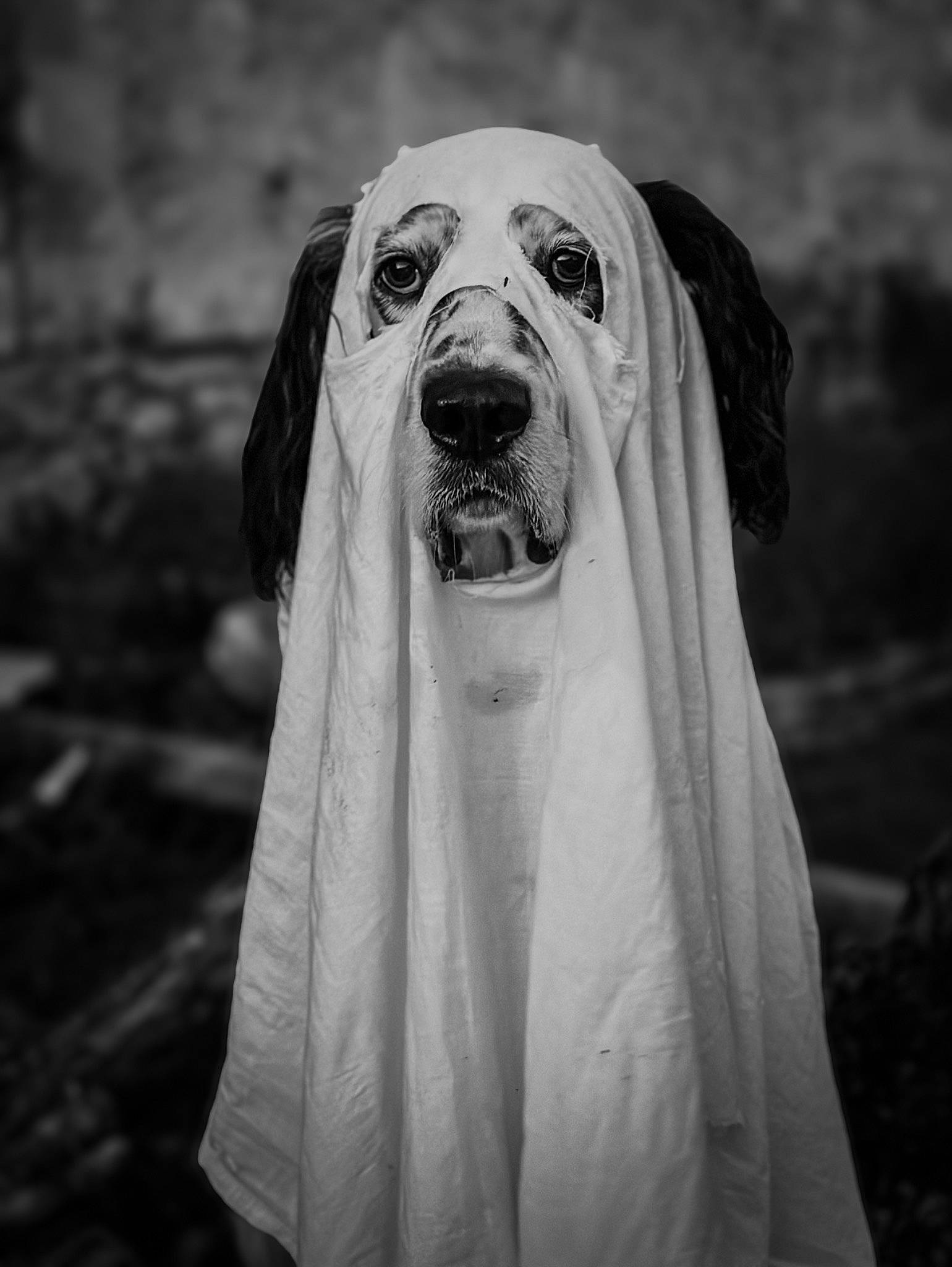 Janvier participe au concours pour gagner de l'argent avec cette photo : black_and_white, canidae, carnivore, companion_dog, dog, dog_breed, dog_supply, flash_photography, grass, grey, landscape, monochrome, monochrome_photography, pet_supply, snout, sporting_group, style, whiskers, wildlife, working_animal