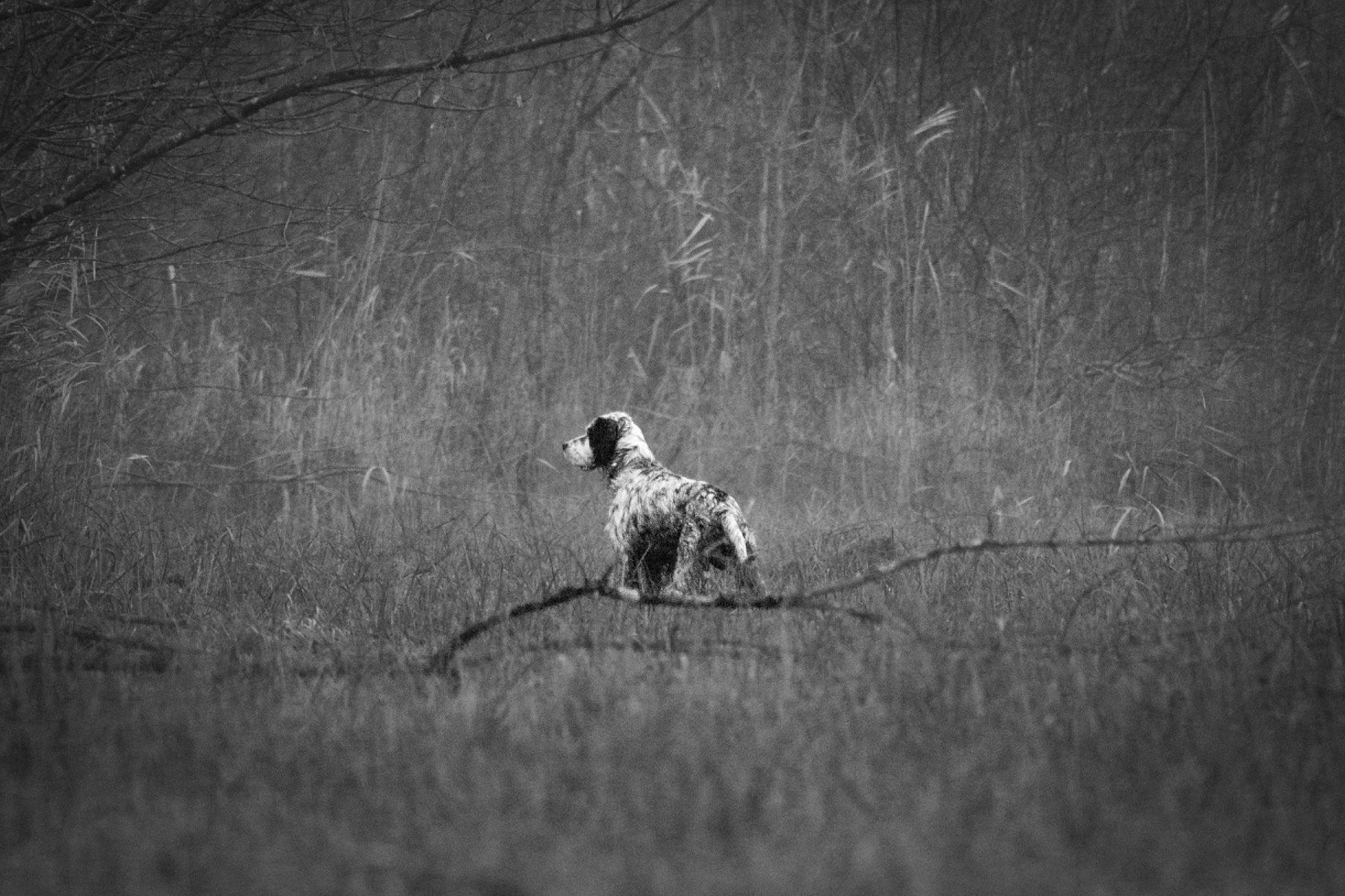 Janvier participe au concours pour gagner de l'argent avec cette photo : canidae, carnivore, darkness, dog, dog_breed, field, flash_photography, grass, grassland, grey, landscape, monochrome, monochrome_photography, pattern, plant, soil, sporting_group, tail, tints_and_shades, wood