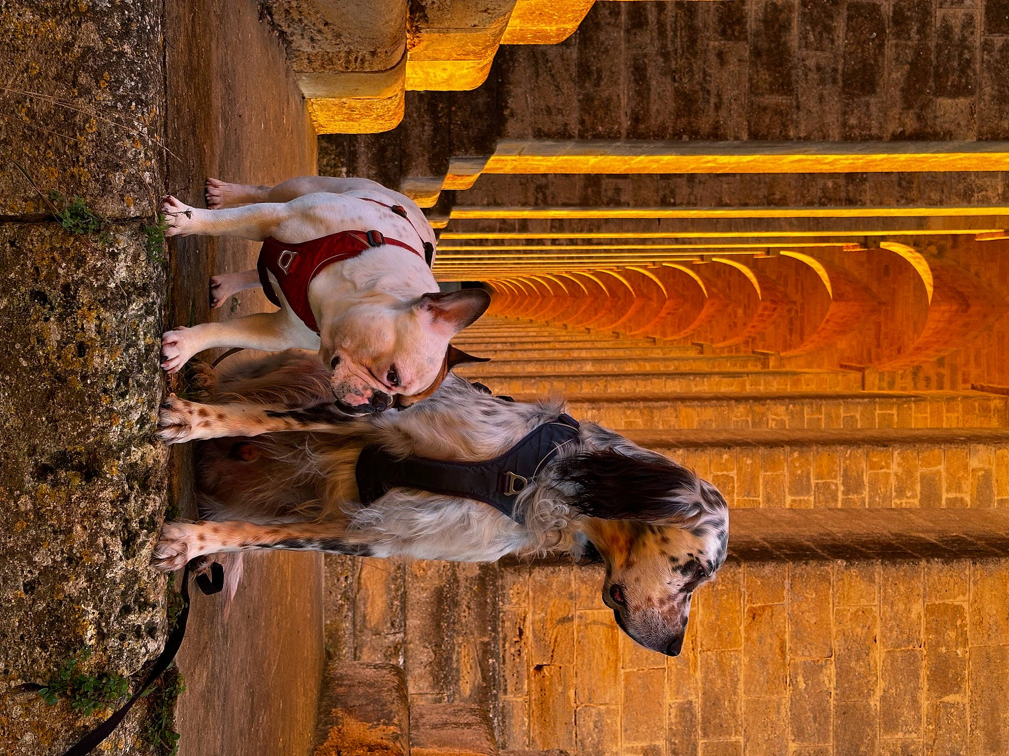 Janvier participe au concours pour gagner de l'argent avec cette photo : bovine, bull, fawn, fun, happy, hat, human_leg, landscape, leisure, tradition, tree, visual_arts, wood, working_animal