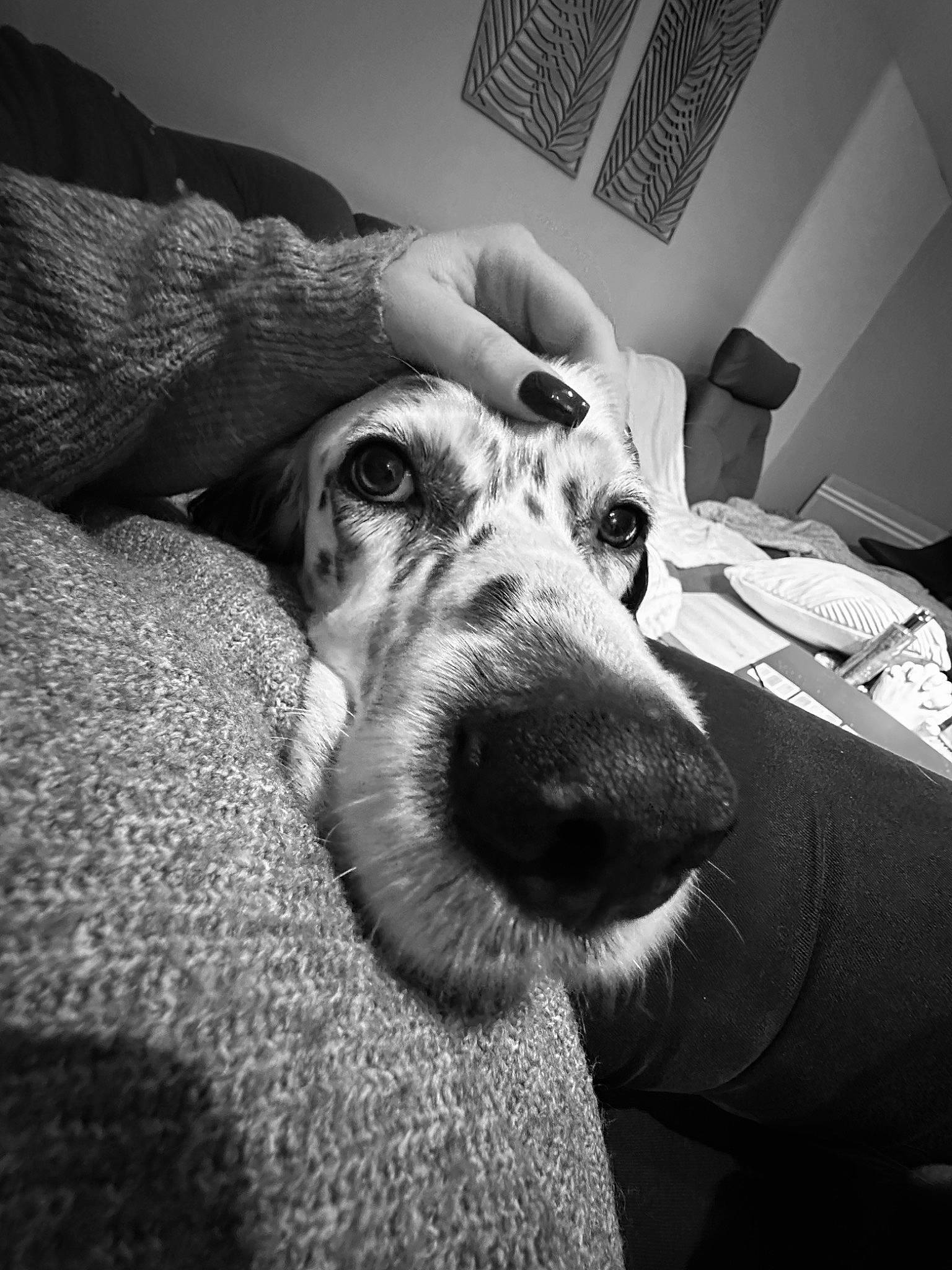 Janvier a rejoint le concours — aidez-le/la à gagner de superbes lots ! beauty, black, black_and_white, carnivore, comfort, companion_dog, dog, dog_breed, ear, gesture, grey, jaw, monochrome, monochrome_photography, snapshot, snout, sporting_group, style, whiskers, working_animal