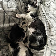 Star And Shadow joined the competition — help win amazing prizes! kitten, cat, sleeping, black_and_white, fur, pet, animal, cozy, blanket, rest, cute, soft, domestic_cat, two, snuggling, young, small, indoors, peaceful, feline